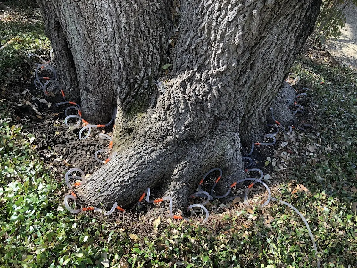 Detailed Shrub and Hedge Trimming job site in North Lawrence