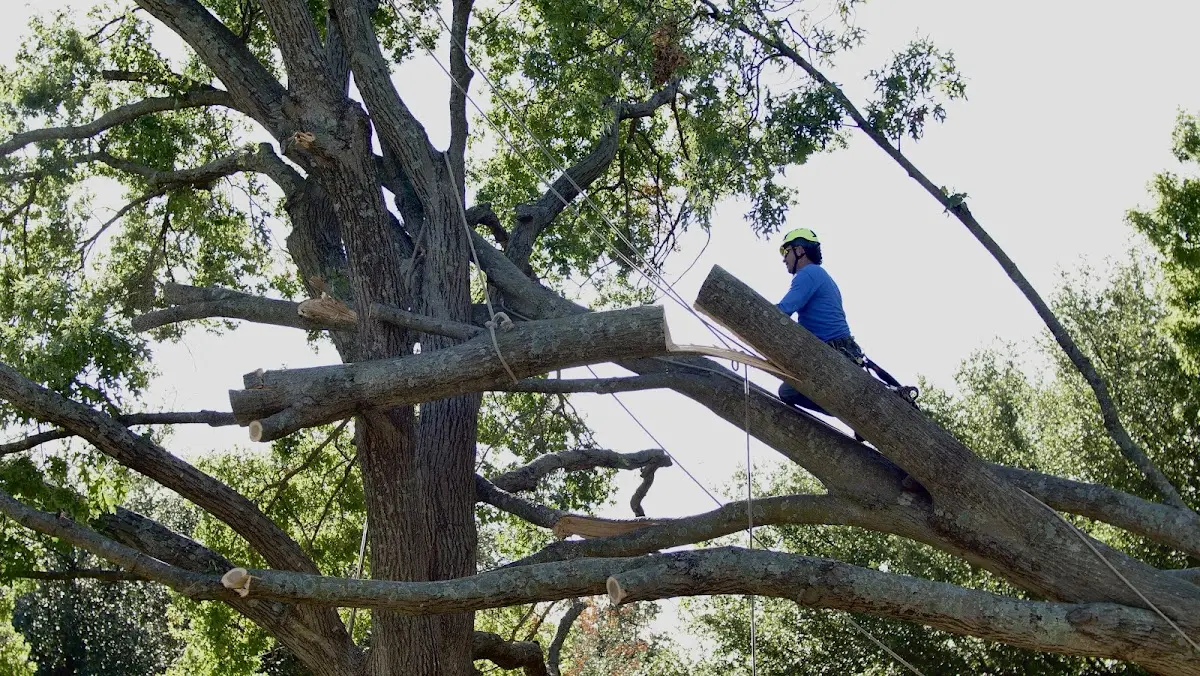 Professional Crown Thinning performed by certified arborists in North Lawrence